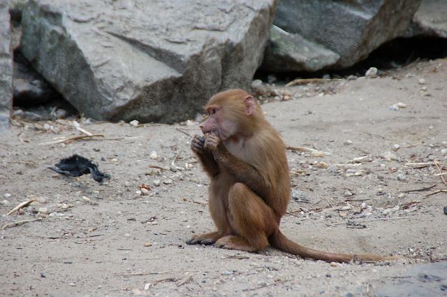 dierentuin emmen_0864
